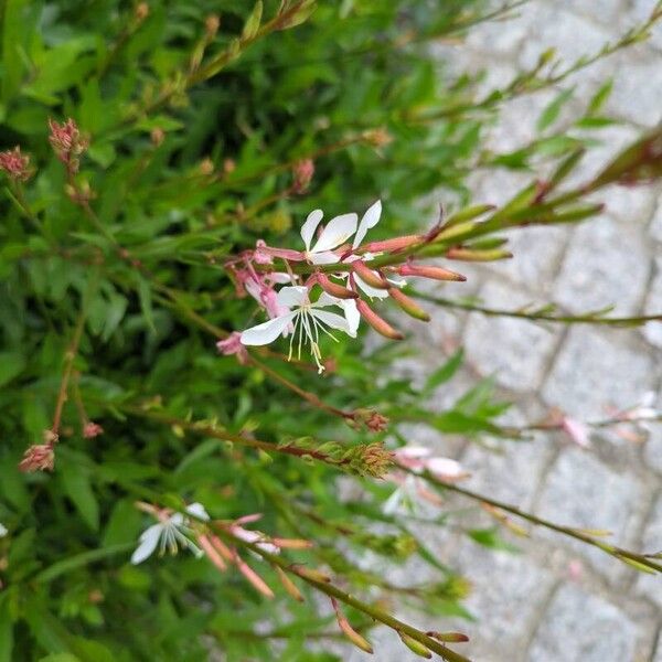 Oenothera gaura Kukka