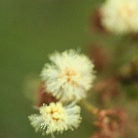 Acacia mearnsii മറ്റ്