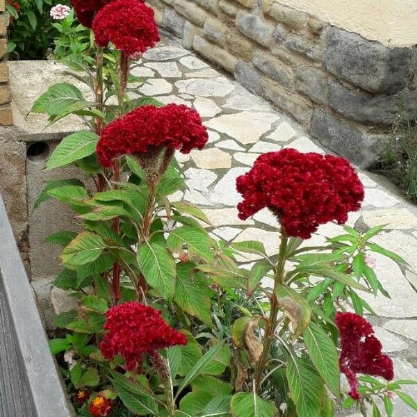 Celosia argentea 形態