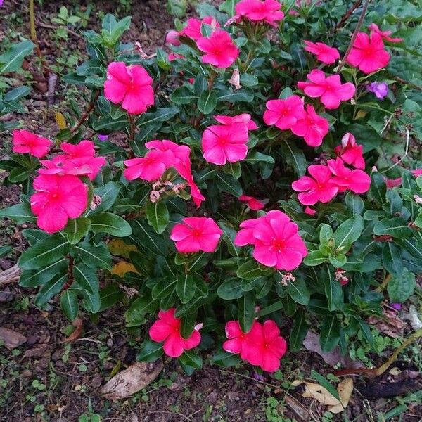 Catharanthus roseus 花