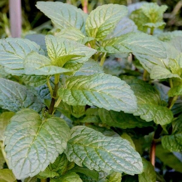 Mentha × piperita Foglia