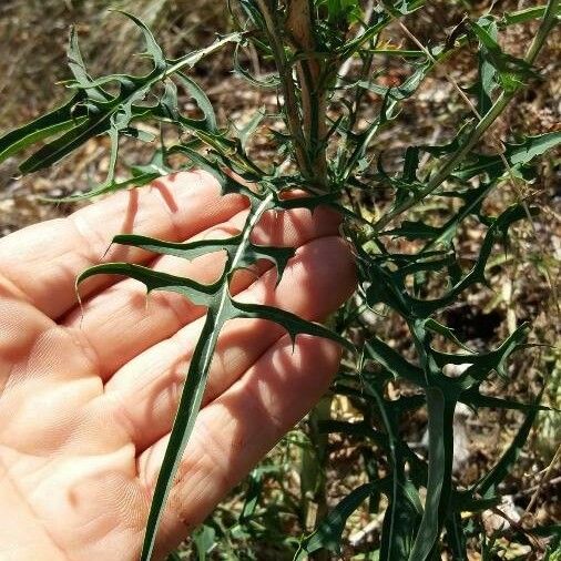 Lactuca viminea 葉