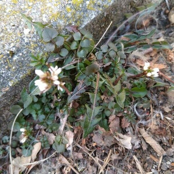 Cardamine parviflora Цветок