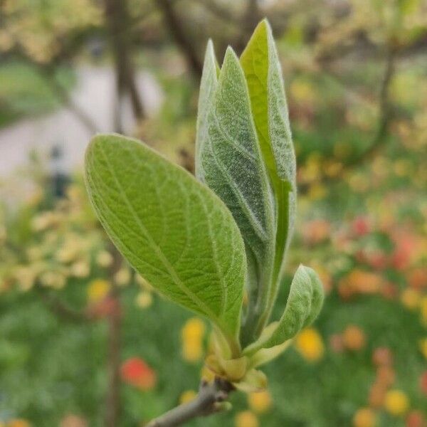 Sassafras albidum Blatt