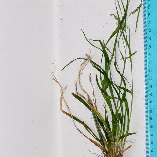 Carex strigosa Кора