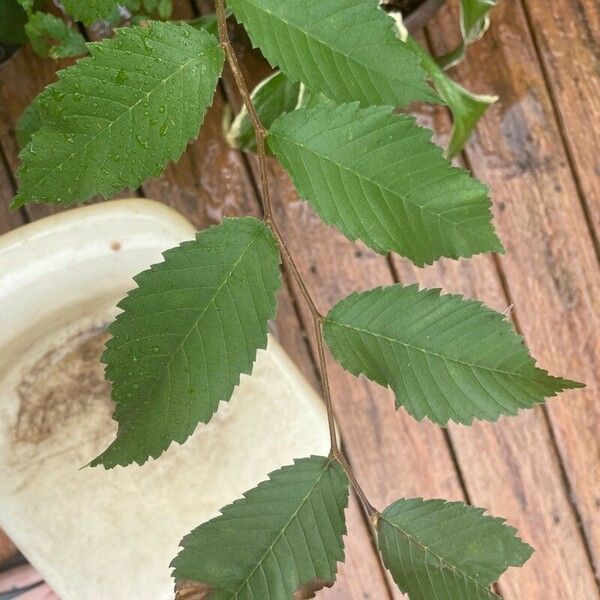 Ulmus americana Yaprak