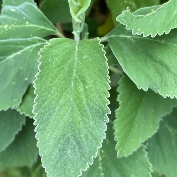Teucrium betonicum Leaf