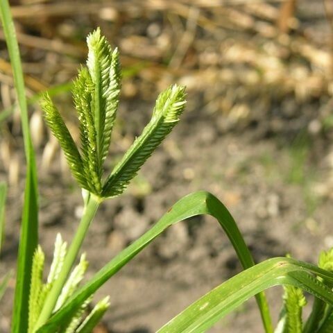 Eleusine coracana Habit