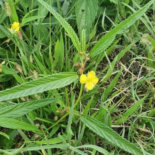 Corchorus trilocularis Hábito