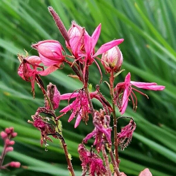 Oenothera lindheimeri ফুল