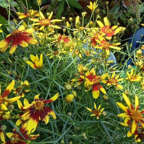 Coreopsis tinctoria Kvet