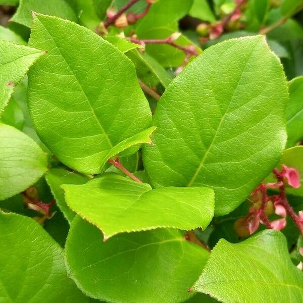 Gaultheria shallon Blad