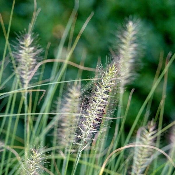 Cenchrus alopecuroides Flower