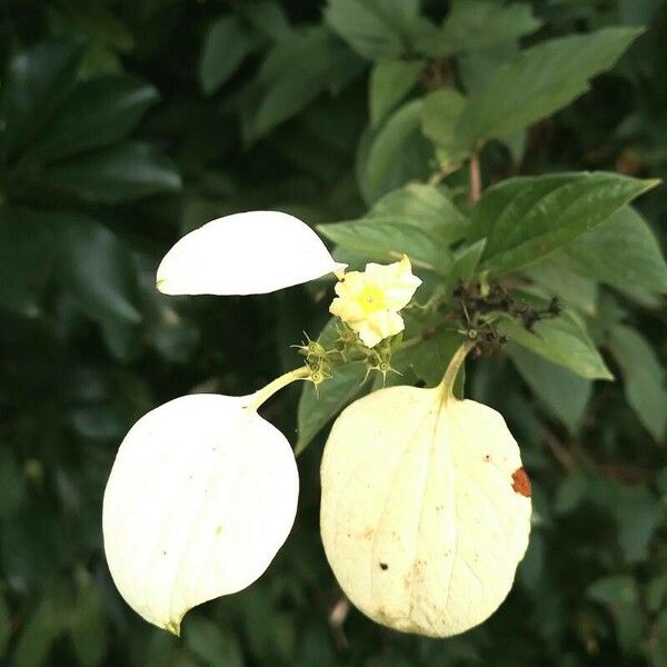 Mussaenda frondosa Fiore