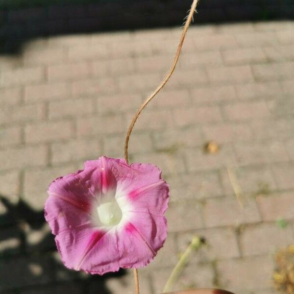 Ipomoea nil Flower