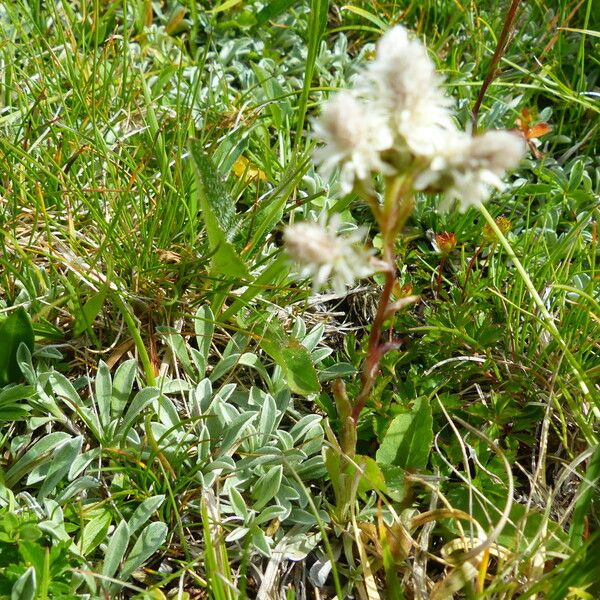 Antennaria dioica Blüte