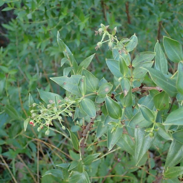 Coriaria myrtifolia List