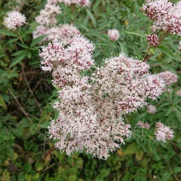 Eupatorium cannabinum 花