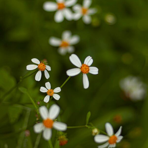 Bidens pilosa Flower