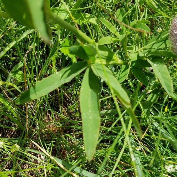 Trifolium rubens Fulla