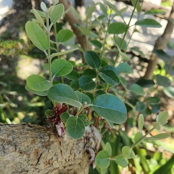 Feijoa sellowiana Blad