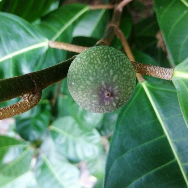 Ficus maxima Fruit