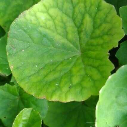 Centella asiatica Φύλλο