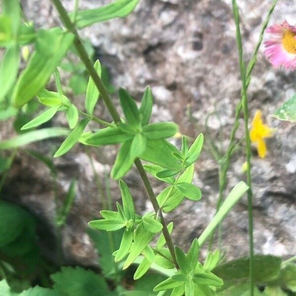 Hypericum perfoliatum Fulla