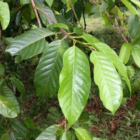 Minquartia guianensis Leaf