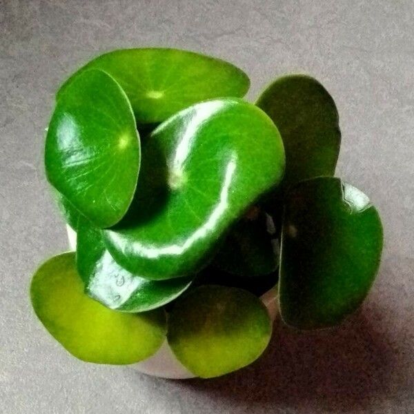 Peperomia polybotrya Blad