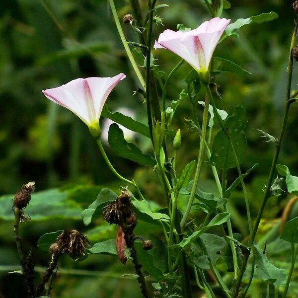 Convolvulus arvensis Kvet