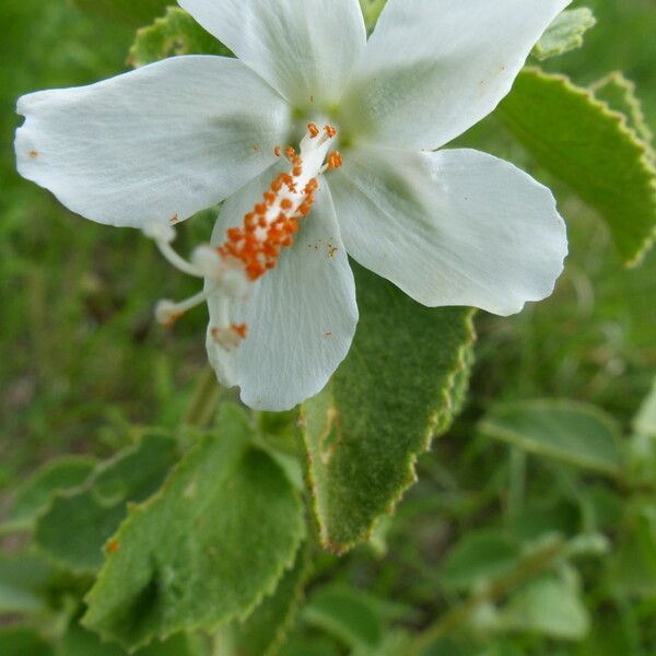 Hibiscus flavifolius 花