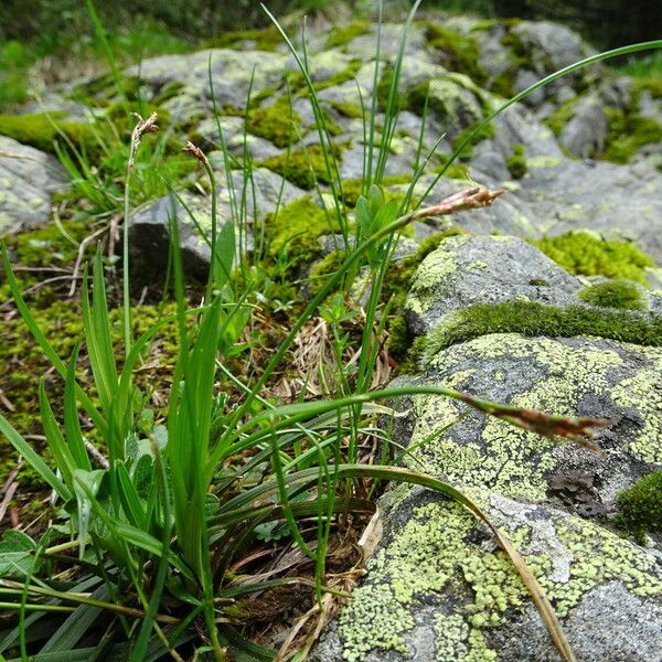 Carex ornithopoda ശീലം