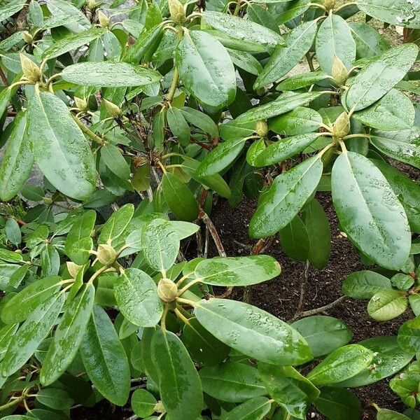 Rhododendron vernicosum Habit