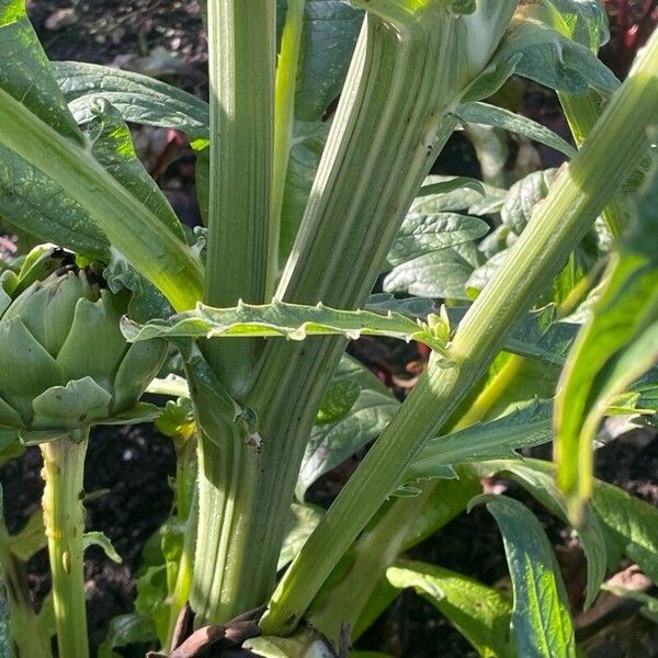 Cynara cardunculus 其他