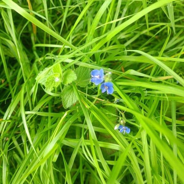 Veronica chamaedrys Flower