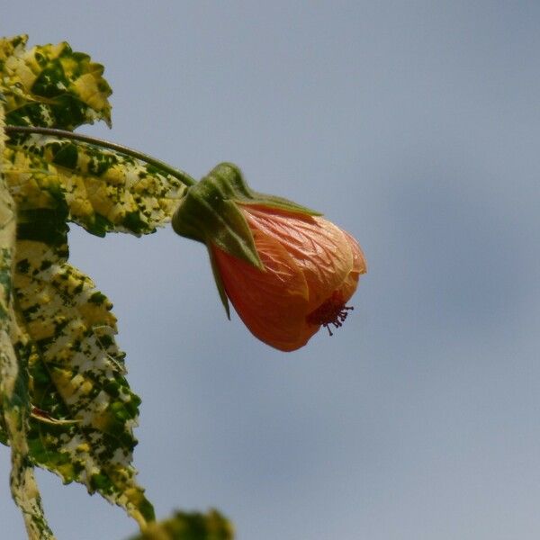 Abutilon striatum फूल