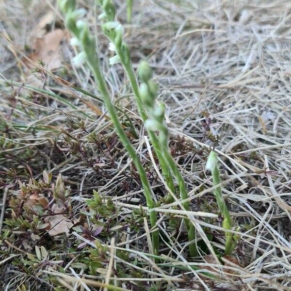 Spiranthes spiralis Blomma