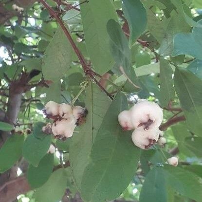 Syzygium aqueum ᱡᱚ