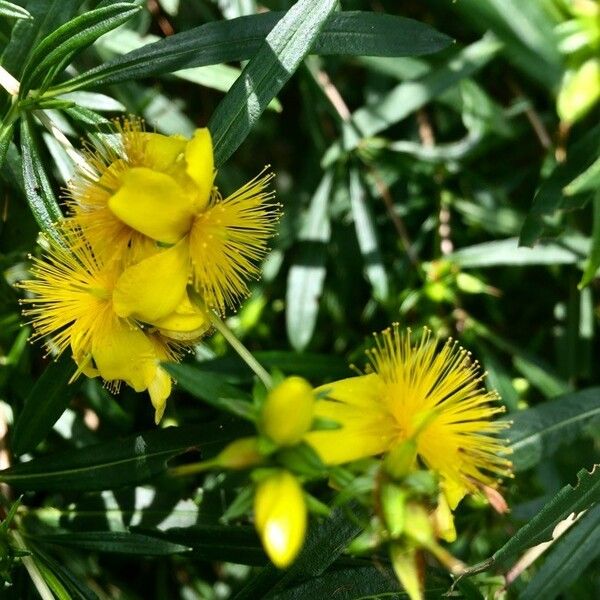 Hypericum prolificum 花