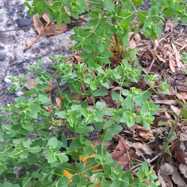 Euphorbia peplus Pokrój