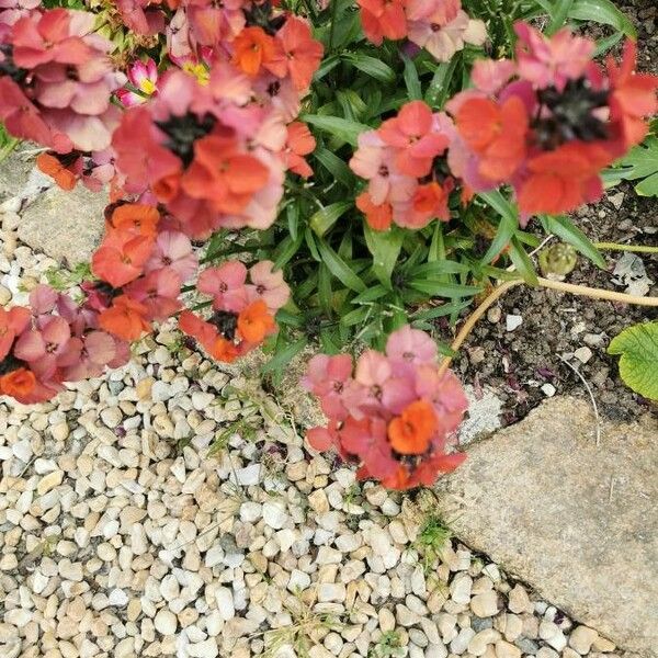 Erysimum virgatum Flower