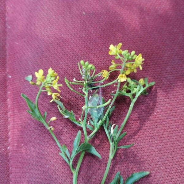 Rorippa sylvestris Blomst