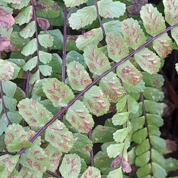 Asplenium trichomanes Frukto