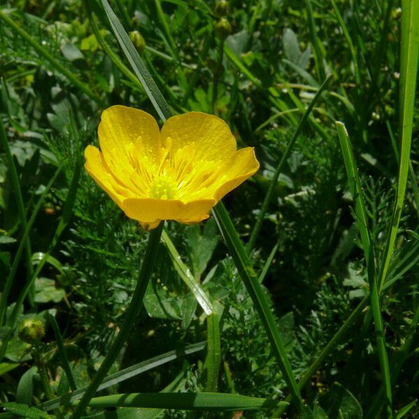 Ranunculus polyanthemos Kvet