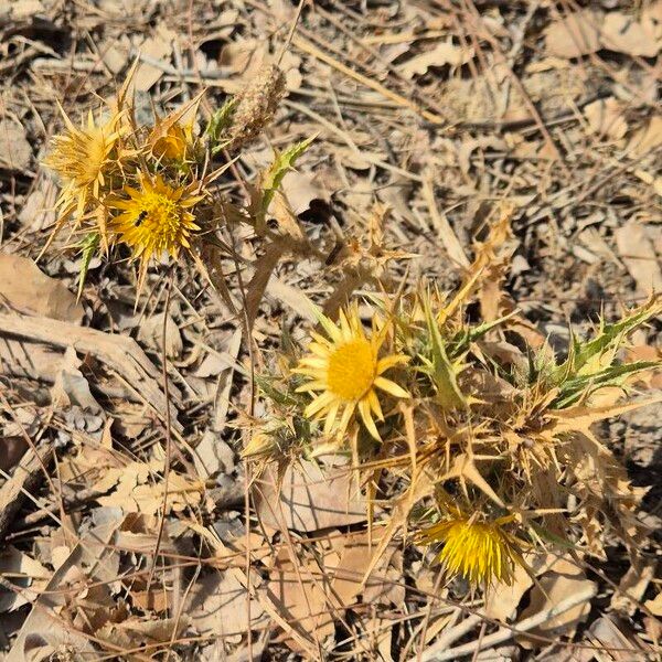 Carlina corymbosa Flower