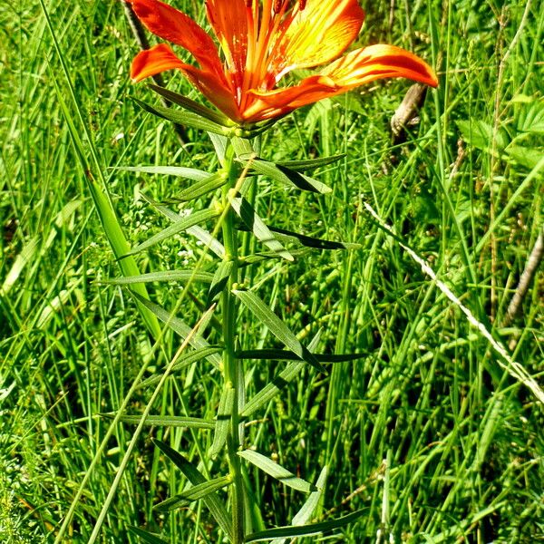 Lilium bulbiferum অভ্যাস