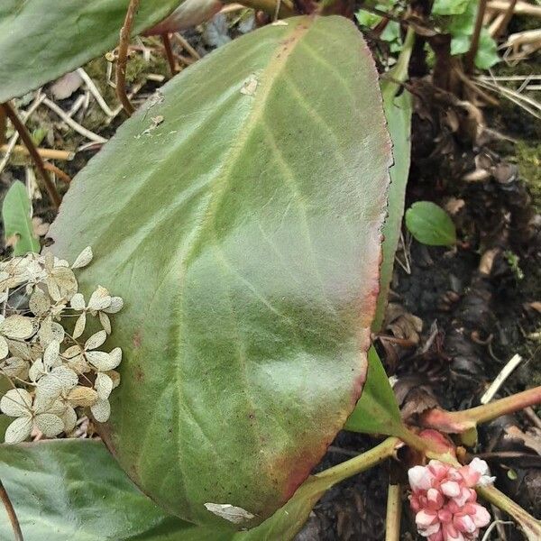 Bergenia ciliata Leaf