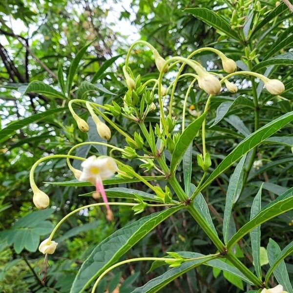 Clerodendrum indicum 花