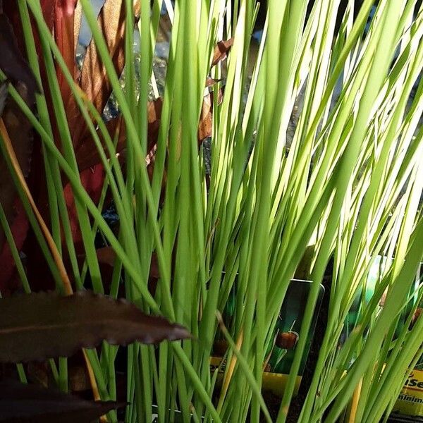 Typha minima Leaf